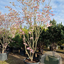 Cornus florida rubra 350-400 cm container meerstammig solitair