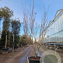 Cornus k. 'Milky Way' 200-250 cm container meerstammig