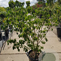 Cornus k. 'Rel Whirlwind' 125-150 cm container piramide