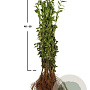 Ligustrum vulgare 80-120 cm wortelgoed 0/2 5-8 tak