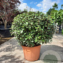 Elaeagnus ebb. 'Compacta' 100-120 cm container meerstammig