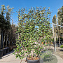 Elaeagnus ebb. 'Compacta' GM container scherm lei 120x150