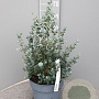Eucalyptus gunnii 40-50 cm 10L