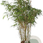 Fargesia scabrida 'Asian Wonder' 150-175 cm 15L