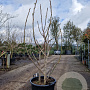 Ficus carica 125-150 cm 30L