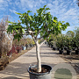 Ficus carica 160 cm stam container 20-25