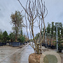 Ficus carica 250-300 cm draadkluit meerstammig 175-200 diameter