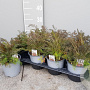 Foeniculum vulgare 'Purpureum' P14