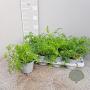 Foeniculum vulgare P14