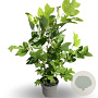 Liriodendron tulipifera 60-80 cm 4,0L