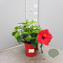 Hibiscus rosa-sinensis GM P17