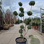 Ilex crenata 120-140 cm container pompon