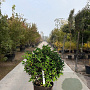 Ilex meserv. 'Goliath' 45 cm container bol