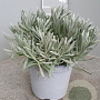 Lavandula angustifolia GM C3