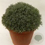 Lavandula angustifolia GM 45L
