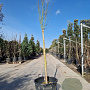 Lagerstroemia Black Solit. Series 120 cm stam container 12-14