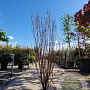 Lagerstroemia Dynabite 150-175 cm draadkluit meerstammig