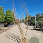 Lagerstroemia indica 125-150 cm draadkluit meerstammig