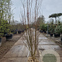 Lagerstroemia indica 150-175 cm draadkluit meerstammig
