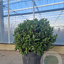 Laurus nobilis 50-60 cm 35L bol