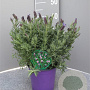 Lavandula stoechas GM C3