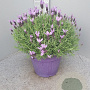Lavandula stoechas GM 30L