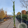 Lonicera henryi 'Copper Beauty' 200-250 cm 9L