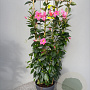 Mackaya bella 80-100 cm 5,0L