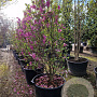 Magnolia 'Susan' 200-250 cm container extra