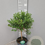 Myrtus communis tarentina 60 cm 5,0L stam
