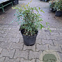 Nandina domestica 40-60 cm 10L