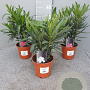 Nerium oleander 20-30 cm C1.3