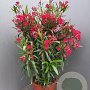 Nerium oleander 90-100 cm 25L