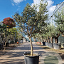 Olea europaea 160 cm stam container 16-18