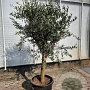 Olea europaea 160 cm stam container 20-25
