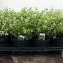 Origanum majorana P14