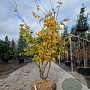 Parrotia persica 'Vanessa' 200-250 cm draadkluit meerstammig 140-160 diameter