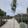 Photinia fraseri 'Red Robin' 180 cm stam 35L