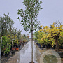 Photinia fraseri 'Red Robin' 180 cm stam 45L 14-16 lei 150x120