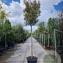 Photinia fraseri 'Red Robin' 180 cm stam container 12-14 leiboom