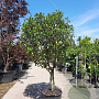 Photinia fraseri 'Red Robin' 200-250 cm container 80 stam