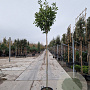 Photinia fraseri 'Red Robin' 200 cm stam 30L 6-8