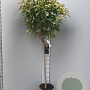 Photinia fraseri 'Red Robin' 90 cm stam container bol
