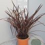 Phormium 'Rubra' GM C3