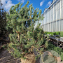 Pinus nigra 200-250 cm draadkluit meerstammig 140-160 diameter