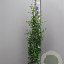 Plumbago auriculata 'Azur' 150 cm plantdiepte M28