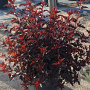 Physocarpus opulif. All Black 15-25 cm wortelgoed 0/1/1 2-3 tak