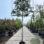 Prunus l. 'Angustifolia' 180 cm stam container 14-16