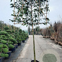 Prunus l. 'Caucasica' 180 cm stam container 12-14 leiboom
