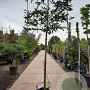Prunus l. 'Caucasica' 200 cm stam container 16-18 leiboom